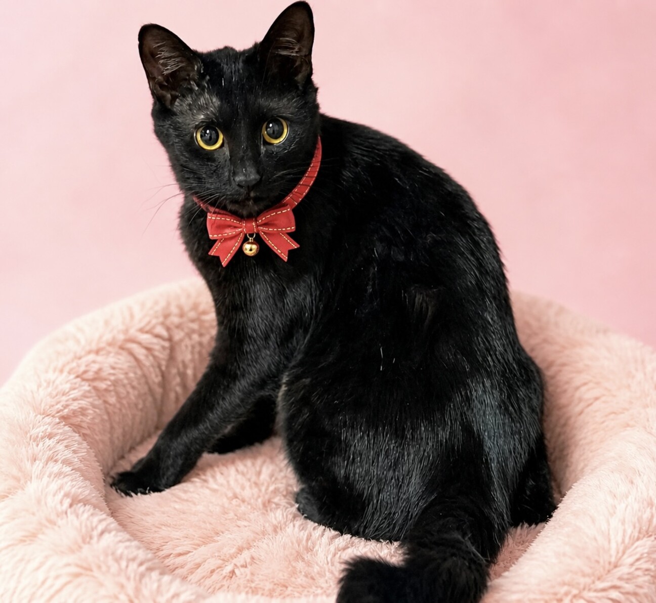 しっぽもかわいい美猫❤️「黒みつちゃん」の写真