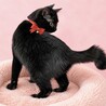 しっぽもかわいい美猫❤️「黒みつちゃん」 サムネイル2