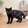 しっぽもかわいい美猫❤️「黒みつちゃん」 サムネイル3