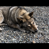 四国犬のメス　大人しい性格です サムネイル3