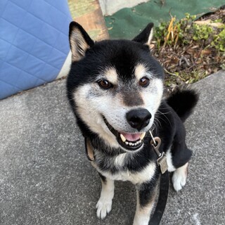 シニア期でも元気な柴犬のご家族を募集しています
