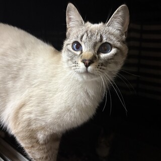 シャムMIX × 岡山県が募集対象」保護猫の里親募集情報 :: ペットの