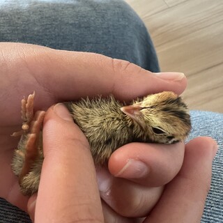 うずらの雛