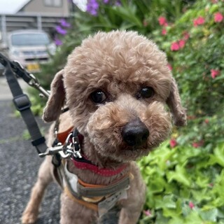 明るく元気な少し大きめなトイプードル男の子