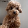 明るく元気な少し大きめなトイプードル男の子 サムネイル2