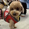 明るく元気な少し大きめなトイプードル男の子 サムネイル6