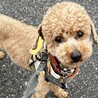 明るく元気な少し大きめなトイプードル男の子 サムネイル7