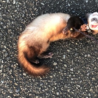 フェレット