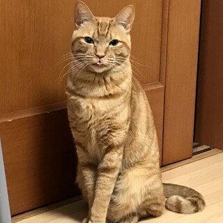 成猫メス茶トラの里親募集中(7歳)