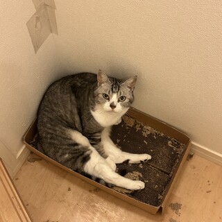 サバトラの人懐っこい猫です