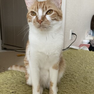 茶白オス　2歳
