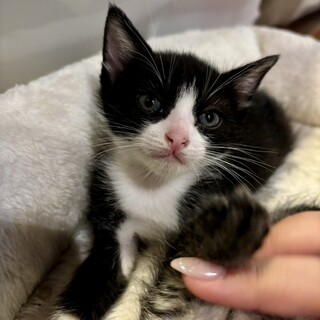 白黒ハチワレ　レンくん　トライアル決定しました