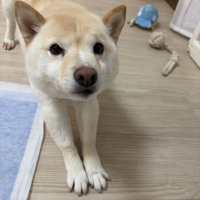 ikumi1713のカバー写真
