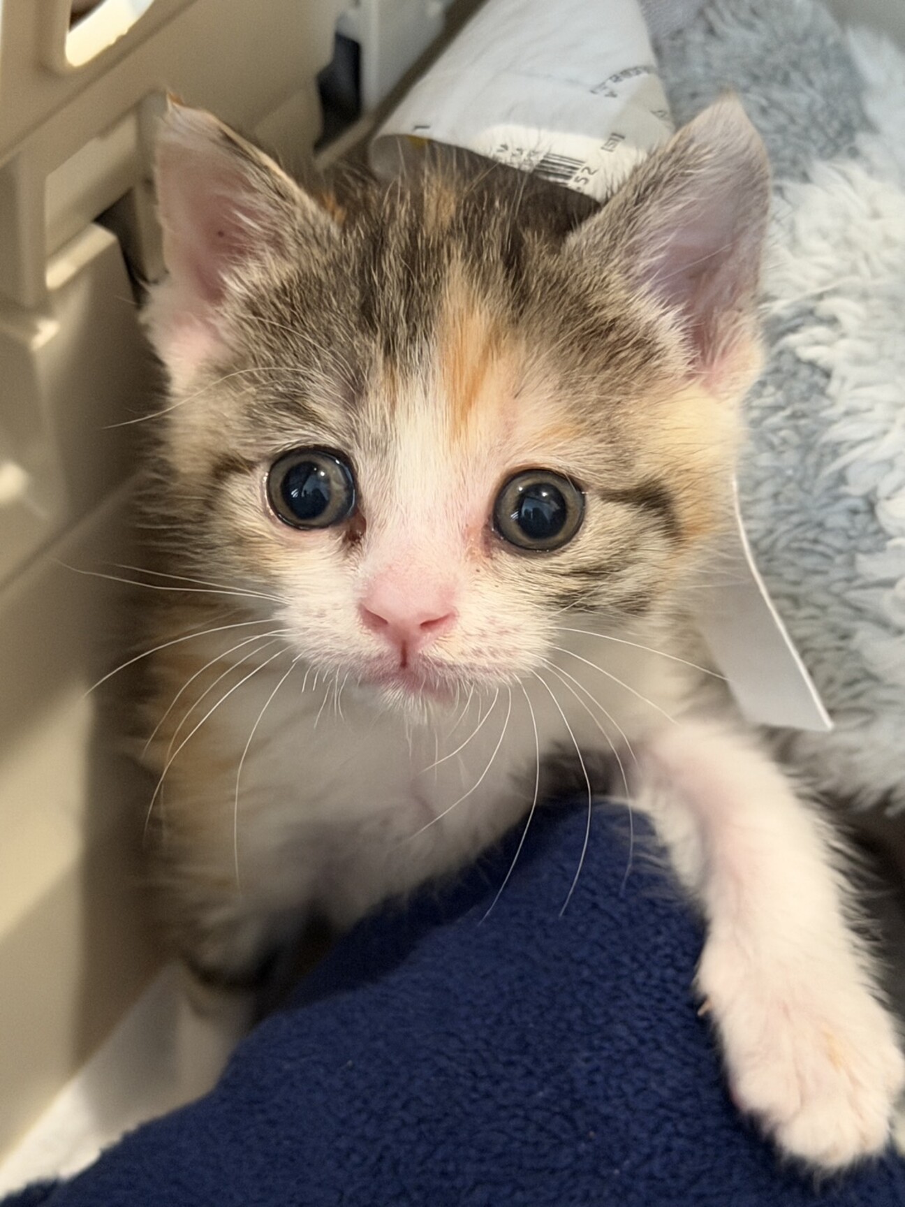 【一作限り】藤花と桃牡丹に包まれた三毛猫　三毛猫　P304 三毛猫子猫の牡丹ちゃん」愛知県 - 猫の里親募集(539965) :: ペットの