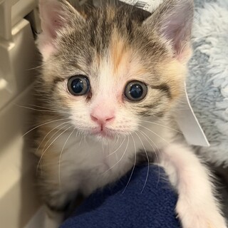 めずらしい色みの三毛猫 」東京都 - 猫の里親募集(534481