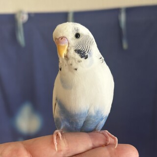 手乗りセキセイインコのシロちゃん（2歳くらい♂）