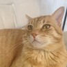 ねこの幸せ願います