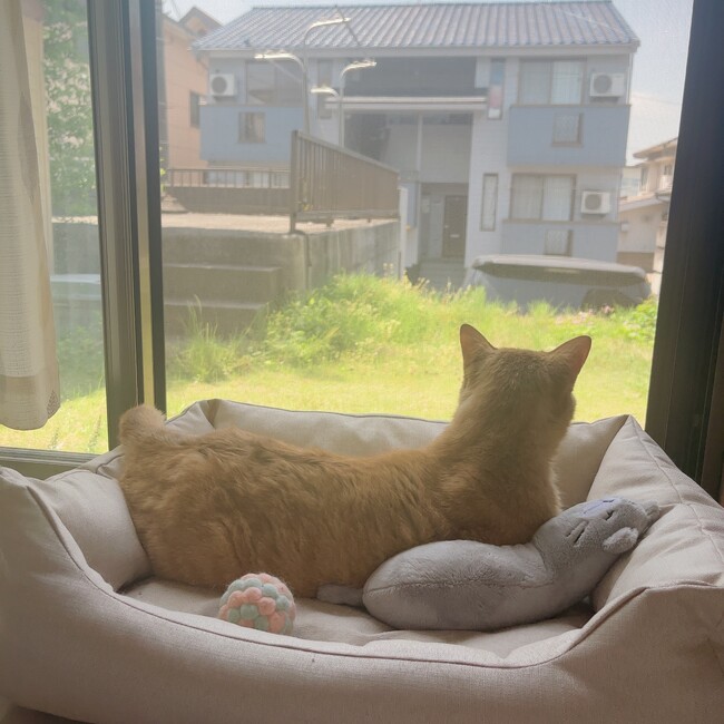 ねこの幸せ願いますのカバー写真