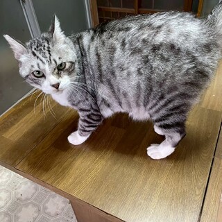 モモくん。里親さんを探しています。