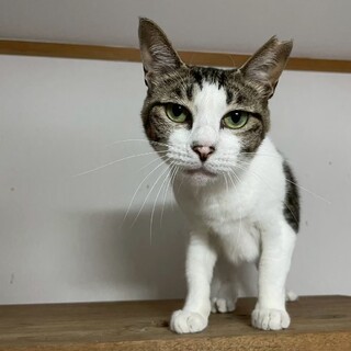 いっちゃん。里親さんを探しています。