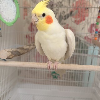 おしゃべりも歌も大好きなオカメインコ♂