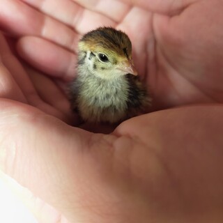 並ウズラ５月５日生まれ雛