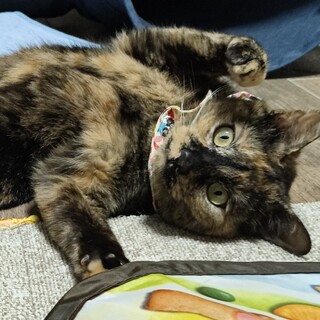 愛情を独り占めしたい推定1才ももちゃん