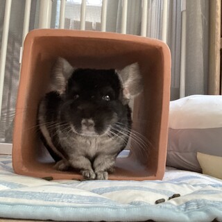 里親募集中