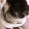 里親募集中 サムネイル2