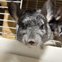 里親募集