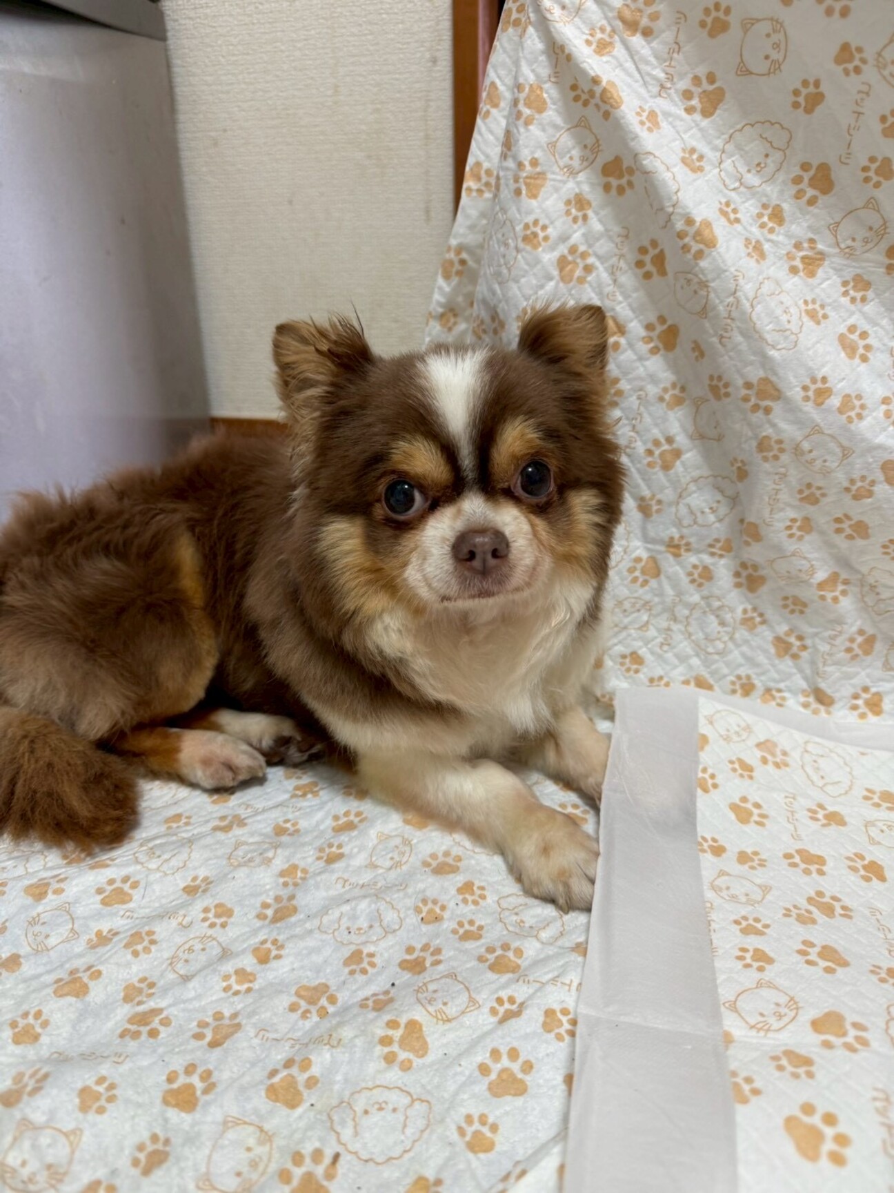 チョコホワイトタンカラー」埼玉県 - 犬の里親募集(539475) 1枚目の