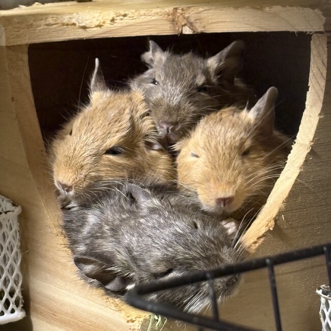 Ymmhumのカバー写真