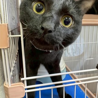 ヒョウ柄のイケニャン、控」兵庫県 - 猫の里親募集(378962