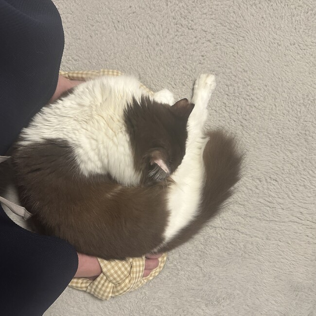 みみみちにのカバー写真