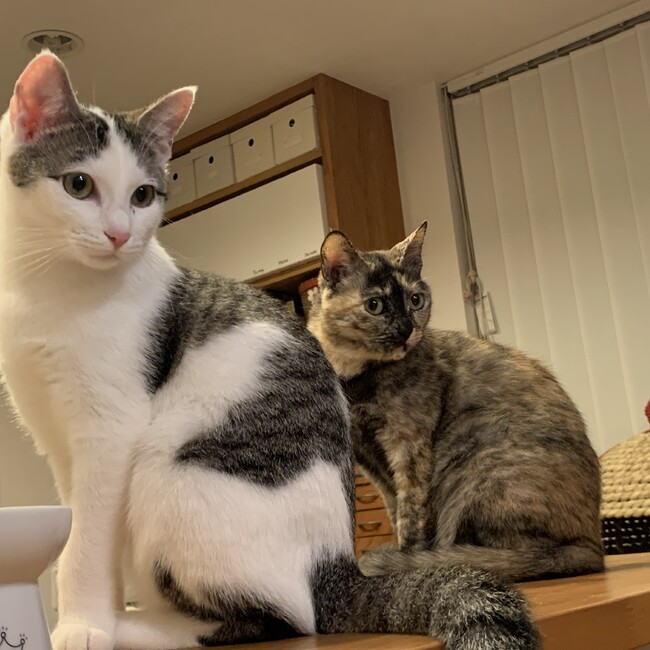 トリエラのカバー写真