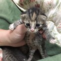 生後2~3週間の子猫