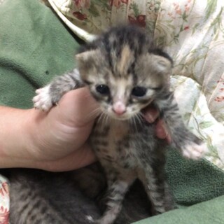 生後2~3週間の子猫