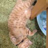 の写真
