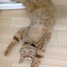 の写真