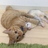 の写真