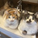 甘えんぼノルウェージャンMIX兄妹、6歳