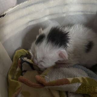 子猫の里親探してます