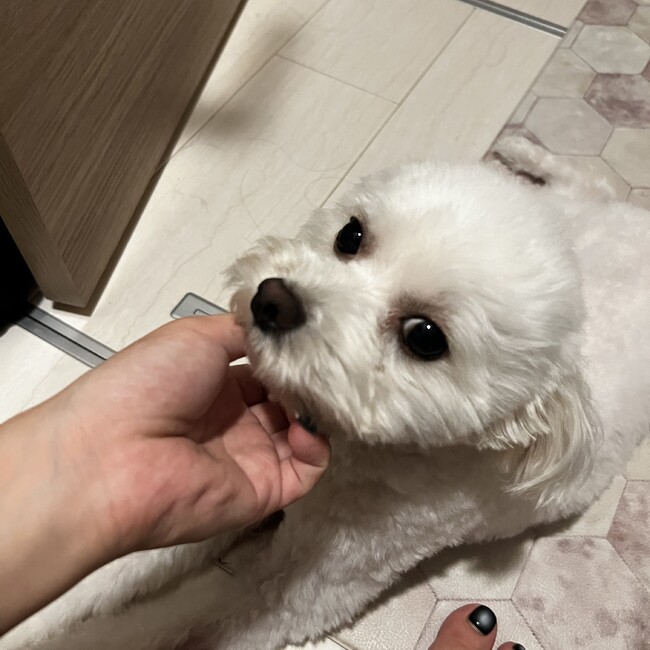 おもち0724のカバー写真