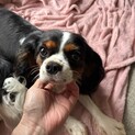 キャバリア　トライカラー　ひなちゃん3歳