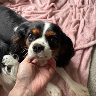 キャバリア　トライカラー　ひなちゃん3歳
