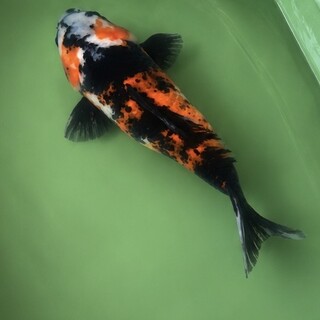 熱帯魚・観賞魚の里親募集情報 :: ペットのおうち【里親決定30万頭！】