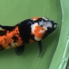 鯉　赤白黒の3色 サムネイル3