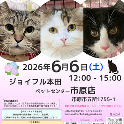 花ねこ譲渡会 サムネイル1