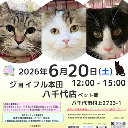 花ねこ譲渡会