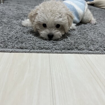 小さいころのおもち